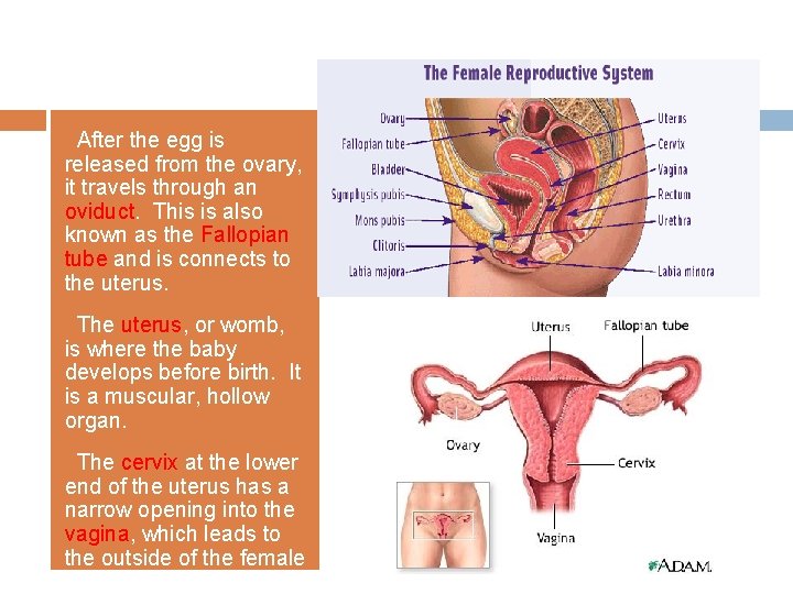After the egg is released from the ovary, it travels through an oviduct. This