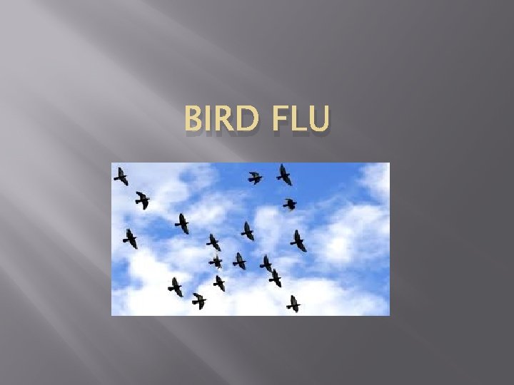 BIRD FLU 