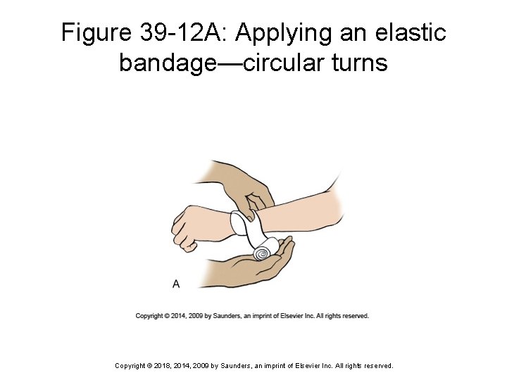 Figure 39 -12 A: Applying an elastic bandage—circular turns Copyright © 2018, 2014, 2009