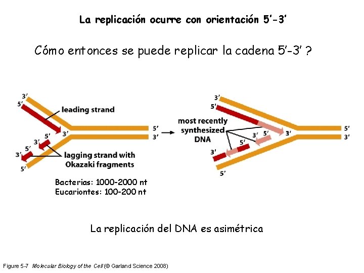 La replicación ocurre con orientación 5’-3’ Cómo entonces se puede replicar la cadena 5’-3’