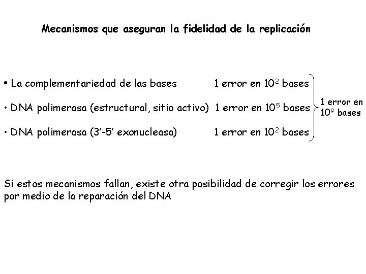 Mecanismos que aseguran la fidelidad de la replicación • La complementariedad de las bases