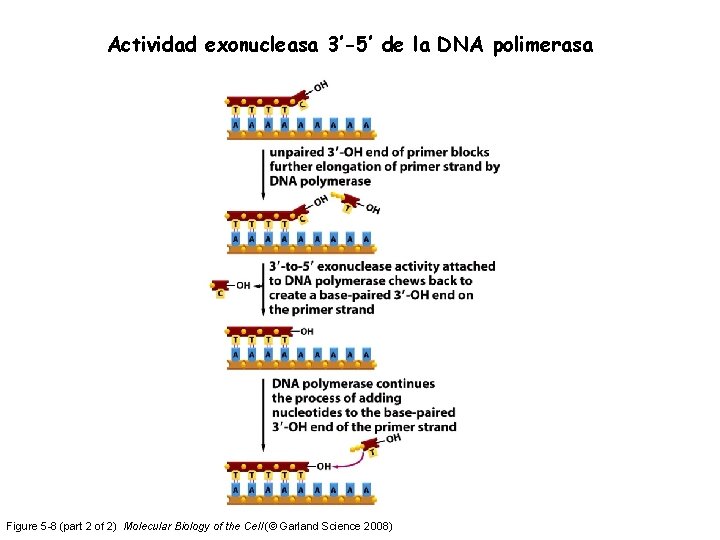 Actividad exonucleasa 3’-5’ de la DNA polimerasa Figure 5 -8 (part 2 of 2)