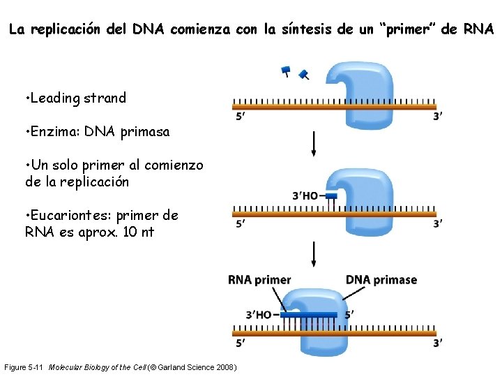 La replicación del DNA comienza con la síntesis de un “primer” de RNA •