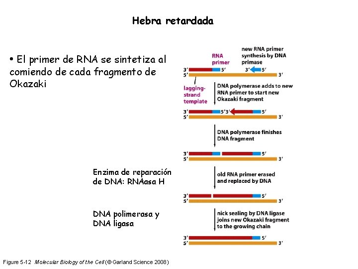 Hebra retardada • El primer de RNA se sintetiza al comiendo de cada fragmento