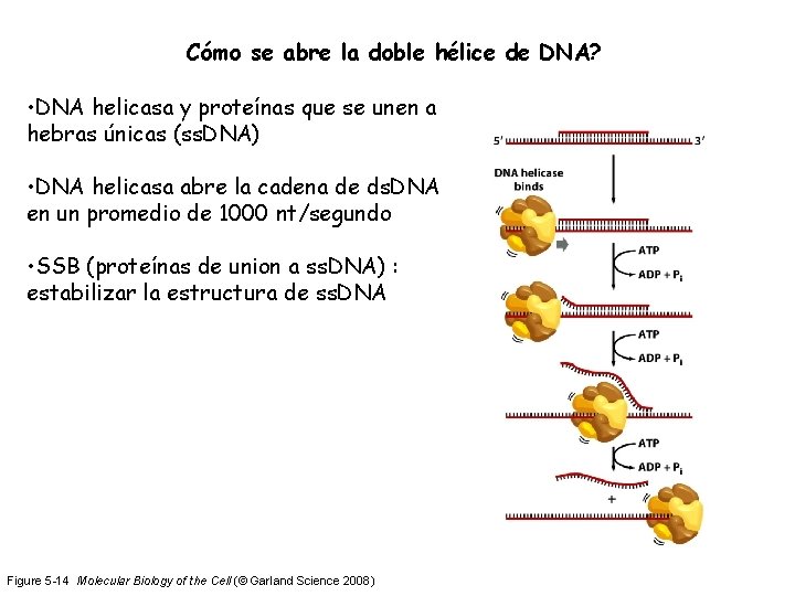 Cómo se abre la doble hélice de DNA? • DNA helicasa y proteínas que