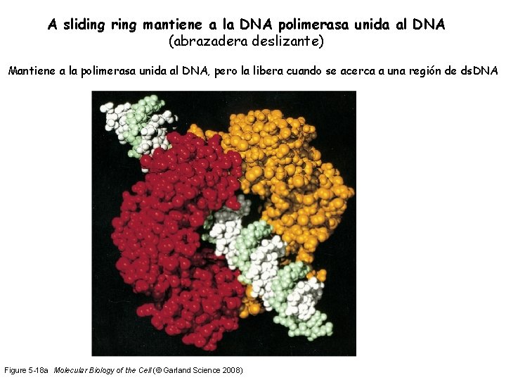 A sliding ring mantiene a la DNA polimerasa unida al DNA (abrazadera deslizante) Mantiene