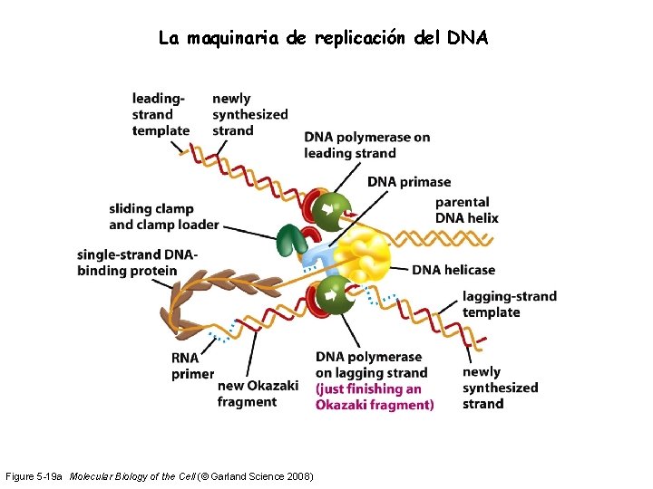 La maquinaria de replicación del DNA Figure 5 -19 a Molecular Biology of the