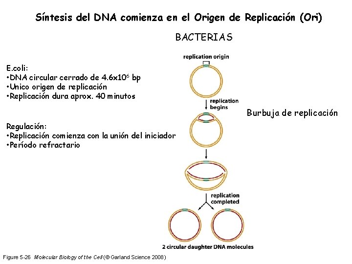 Síntesis del DNA comienza en el Origen de Replicación (Ori) BACTERIAS E. coli: •