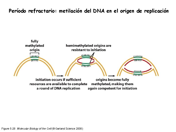 Período refractario: metilación del DNA en el origen de replicación Figure 5 -28 Molecular
