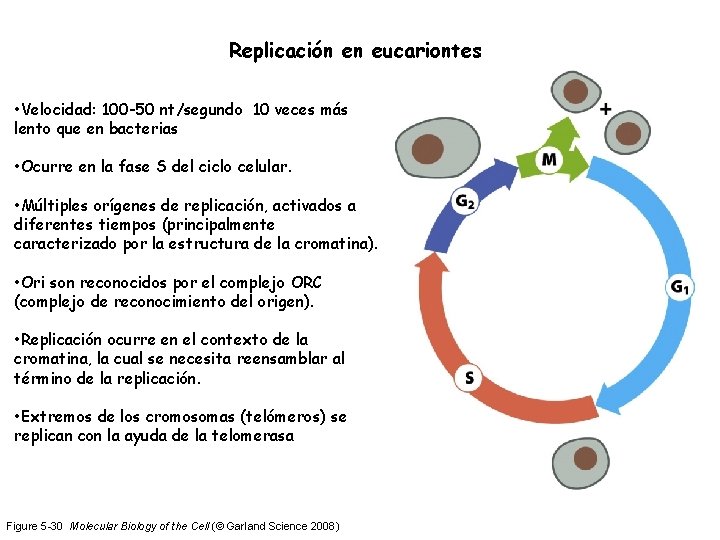 Replicación en eucariontes • Velocidad: 100 -50 nt/segundo 10 veces más lento que en