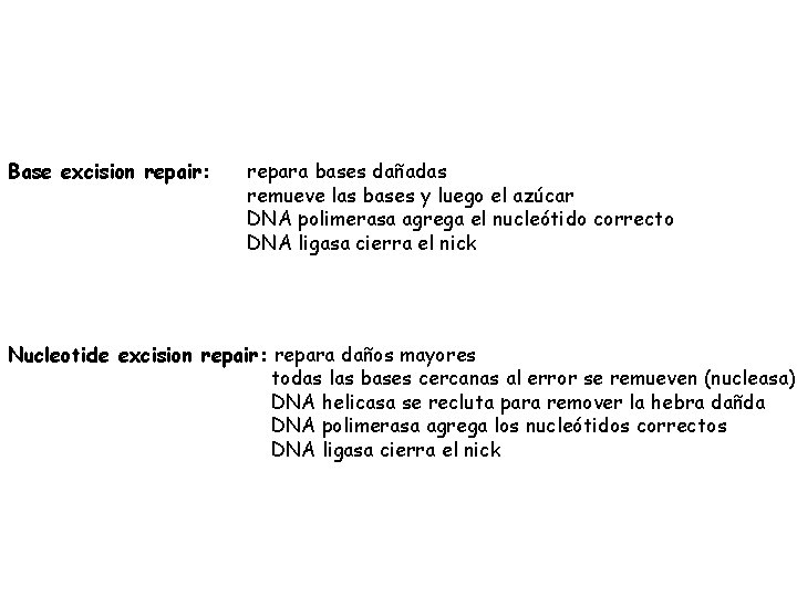 Base excision repair: repara bases dañadas remueve las bases y luego el azúcar DNA
