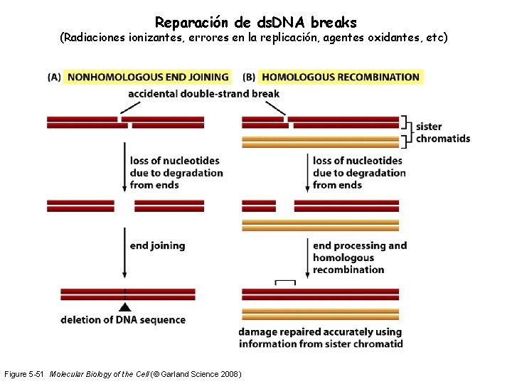 Reparación de ds. DNA breaks (Radiaciones ionizantes, errores en la replicación, agentes oxidantes, etc)