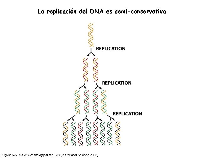 La replicación del DNA es semi-conservativa Figure 5 -5 Molecular Biology of the Cell