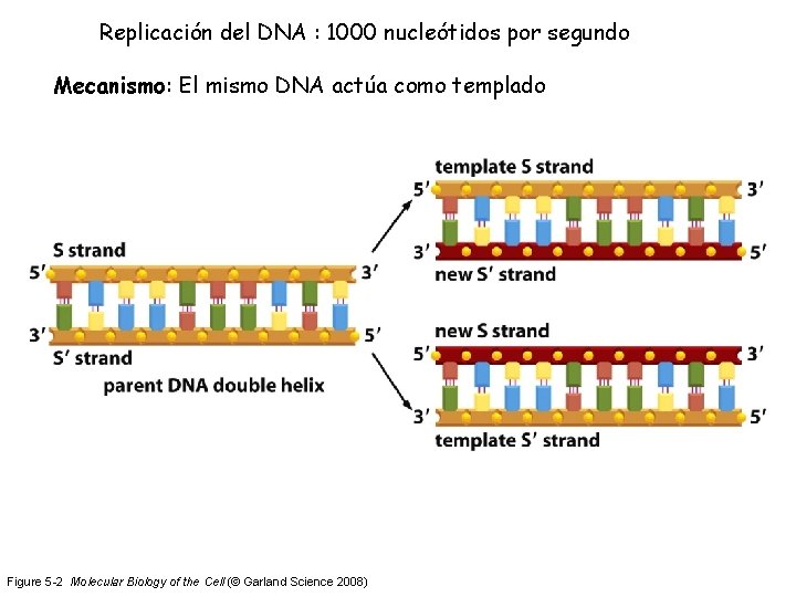 Replicación del DNA : 1000 nucleótidos por segundo Mecanismo: El mismo DNA actúa como