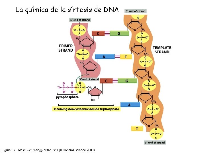 La química de la síntesis de DNA Figure 5 -3 Molecular Biology of the
