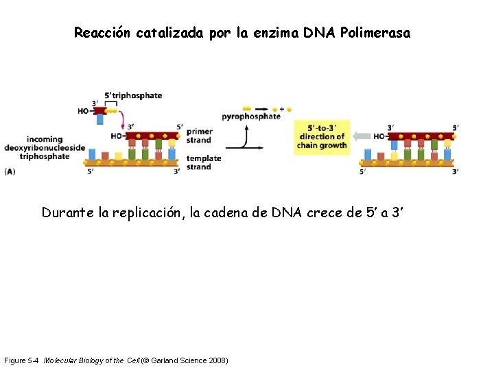Reacción catalizada por la enzima DNA Polimerasa Durante la replicación, la cadena de DNA