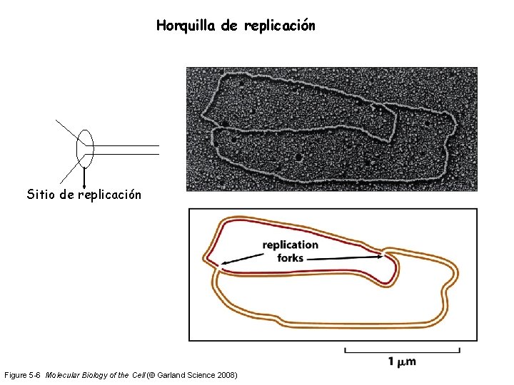 Horquilla de replicación Sitio de replicación Figure 5 -6 Molecular Biology of the Cell