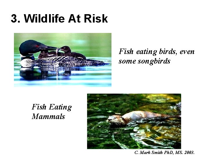 3. Wildlife At Risk Fish eating birds, even some songbirds Fish Eating Mammals C.