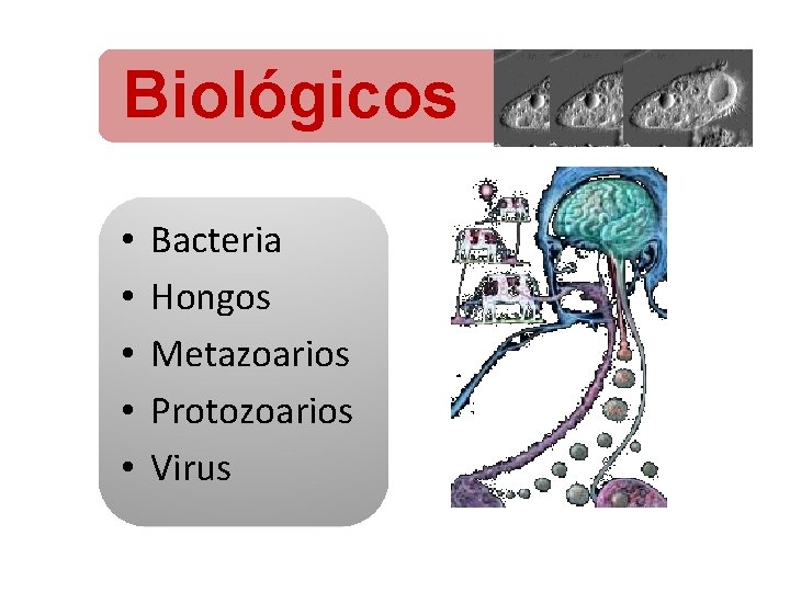 Biológicos • • • Bacteria Hongos Metazoarios Protozoarios Virus 