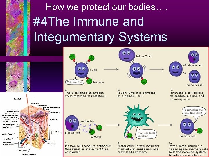 How we protect our bodies…. #4 The Immune and Integumentary Systems 
