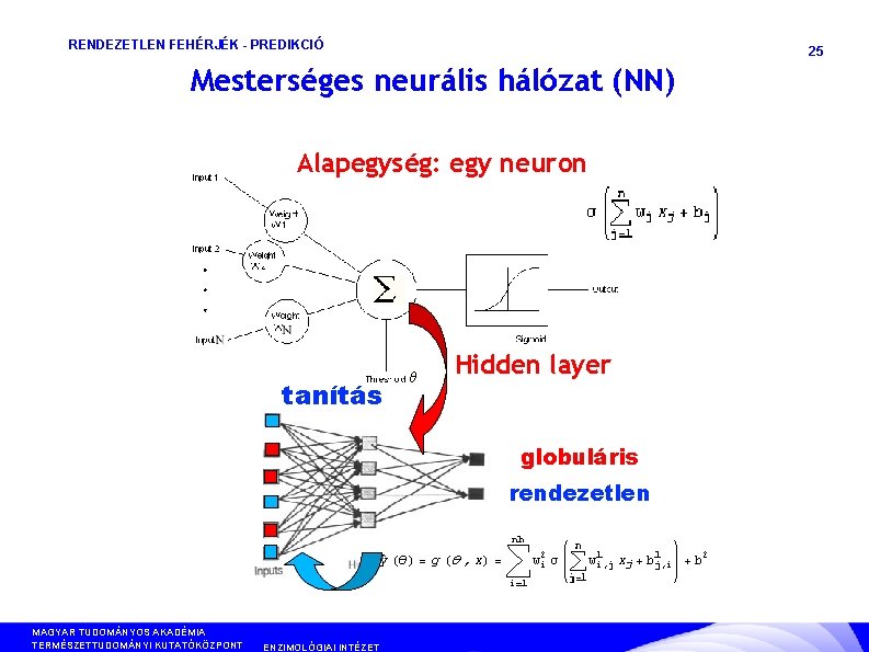 RENDEZETLEN FEHÉRJÉK - PREDIKCIÓ 25 Mesterséges neurális hálózat (NN) Alapegység: egy neuron tanítás Hidden