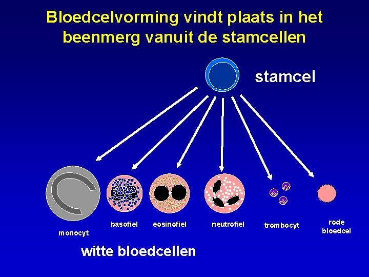 Bloedcelvorming vindt plaats in het beenmerg vanuit de stamcellen stamcel basofiel eosinofiel monocyt witte