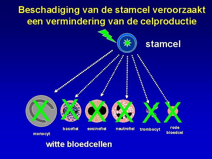 Beschadiging van de stamcel veroorzaakt een vermindering van de celproductie stamcel X X XX