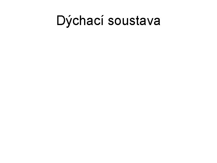 Dýchací soustava 