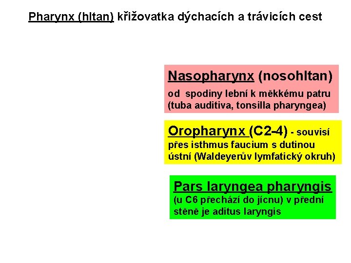 Pharynx (hltan) křižovatka dýchacích a trávicích cest Nasopharynx (nosohltan) od spodiny lební k měkkému