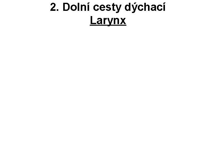 2. Dolní cesty dýchací Larynx 