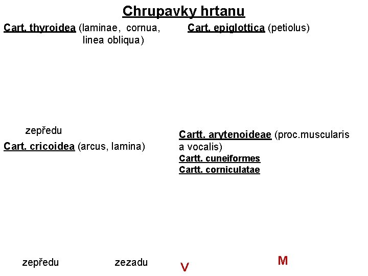 Chrupavky hrtanu Cart. thyroidea (laminae, cornua, linea obliqua) zepředu Cart. cricoidea (arcus, lamina) Cart.