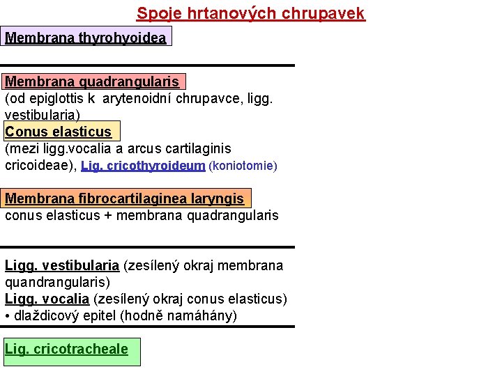 Spoje hrtanových chrupavek Membrana thyrohyoidea Membrana quadrangularis (od epiglottis k arytenoidní chrupavce, ligg. vestibularia)