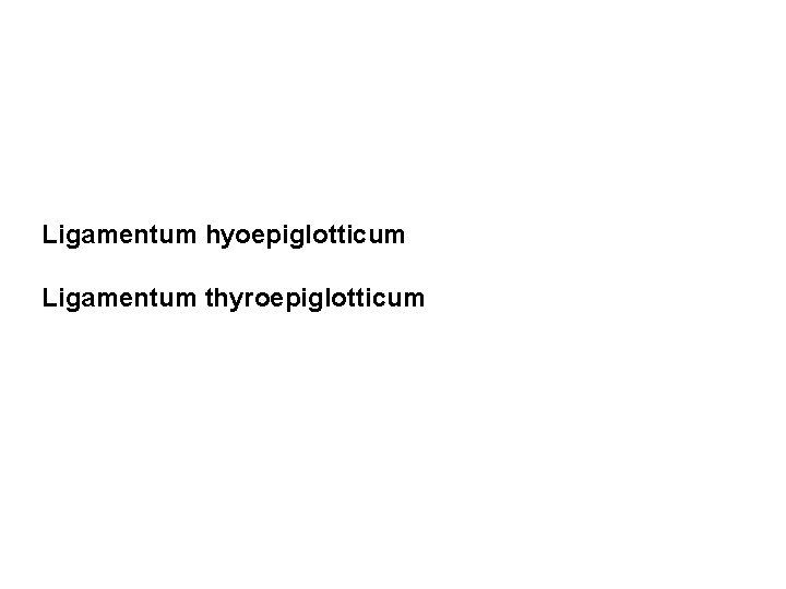 Ligamentum hyoepiglotticum Ligamentum thyroepiglotticum 