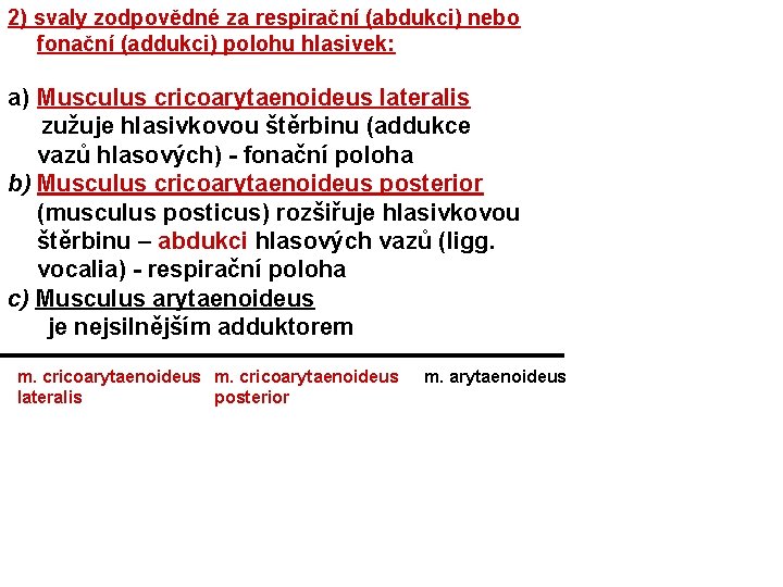 2) svaly zodpovědné za respirační (abdukci) nebo fonační (addukci) polohu hlasivek: a) Musculus cricoarytaenoideus