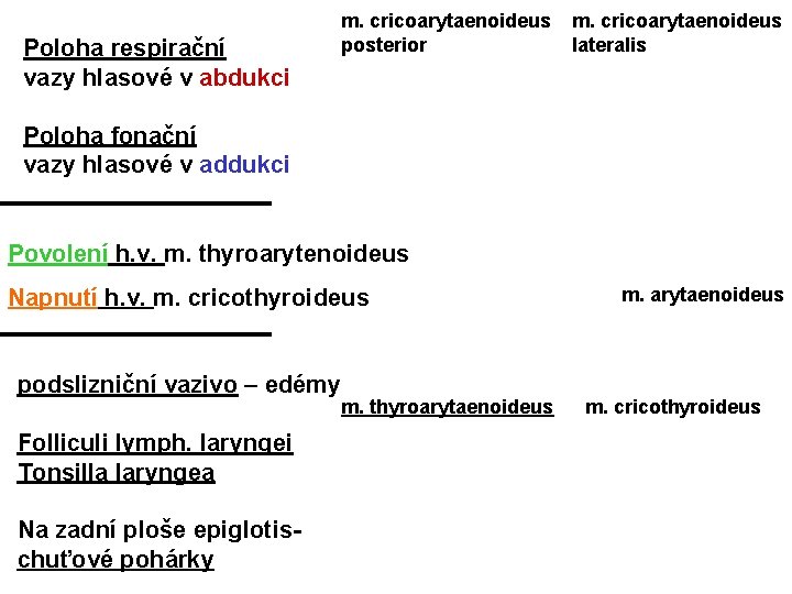 Poloha respirační vazy hlasové v abdukci m. cricoarytaenoideus posterior m. cricoarytaenoideus lateralis Poloha fonační