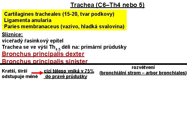 Trachea (C 6–Th 4 nebo 5) Cartilagines tracheales (15 -20, tvar podkovy) Ligamenta anularia