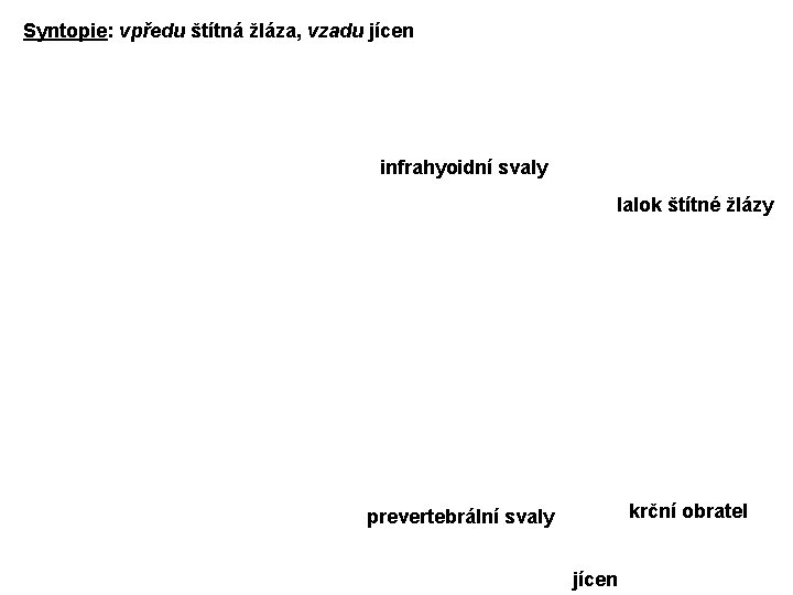 Syntopie: vpředu štítná žláza, vzadu jícen infrahyoidní svaly lalok štítné žlázy krční obratel prevertebrální