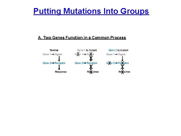 Putting Mutations Into Groups A. Two Genes Function in a Common Process 