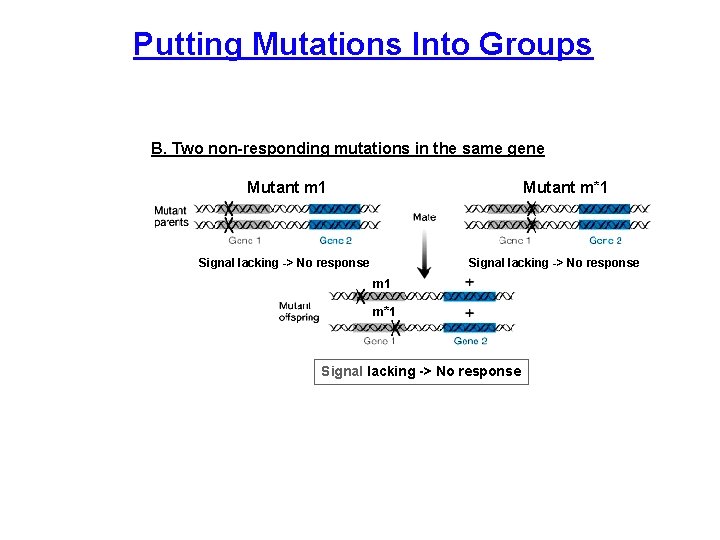 Putting Mutations Into Groups B. Two non-responding mutations in the same gene Mutant m