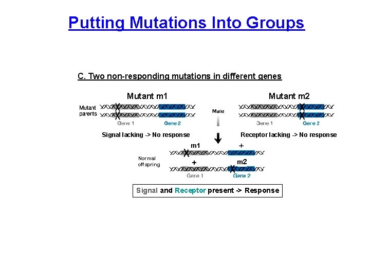 Putting Mutations Into Groups C. Two non-responding mutations in different genes Mutant m 1