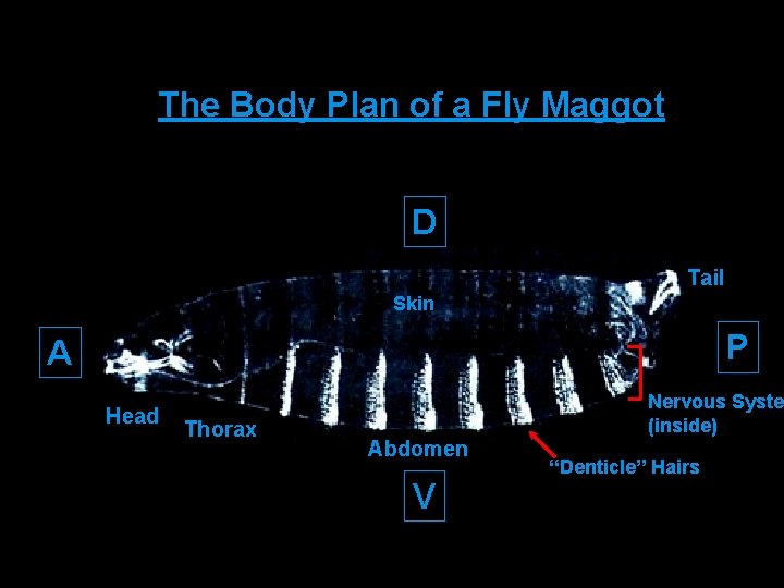 The Body Plan of a Fly Maggot D Tail Skin P A Head Thorax