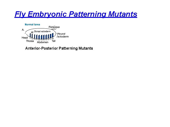 Fly Embryonic Patterning Mutants Anterior-Posterior Patterning Mutants Dorsal-Ventral Patterning Mutants 