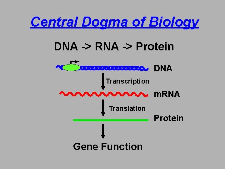 Central Dogma of Biology DNA -> RNA -> Protein DNA Transcription m. RNA Translation