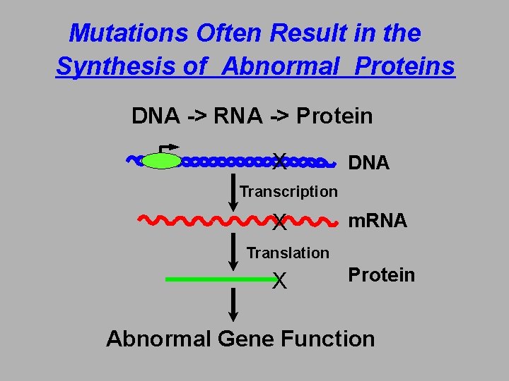 Mutations Often Result in the Synthesis of Abnormal Proteins DNA -> RNA -> Protein