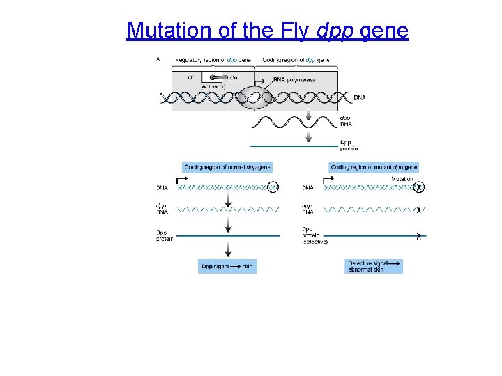 Mutation of the Fly dpp gene 