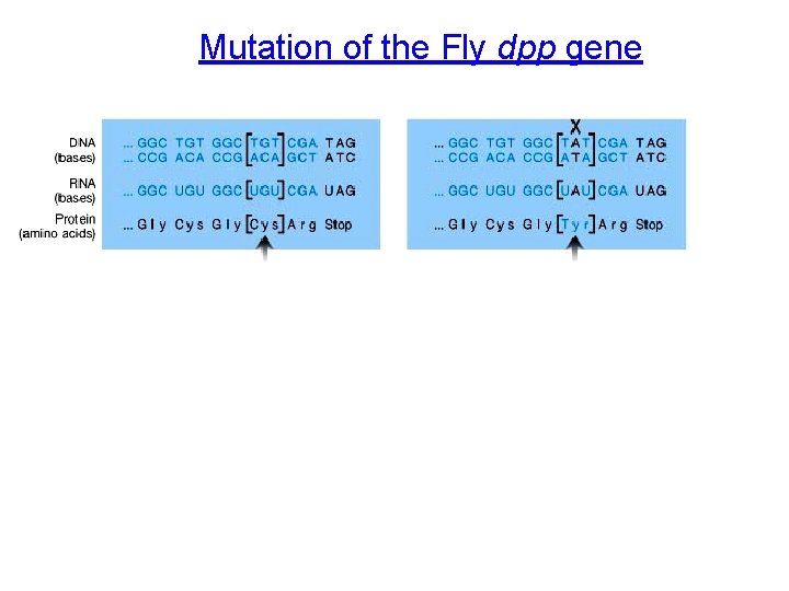 Mutation of the Fly dpp gene 