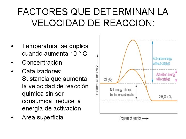 FACTORES QUE DETERMINAN LA VELOCIDAD DE REACCION: • • Temperatura: se duplica cuando aumenta FACTORES QUE DETERMINAN LA VELOCIDAD DE REACCION: • • Temperatura: se duplica cuando aumenta