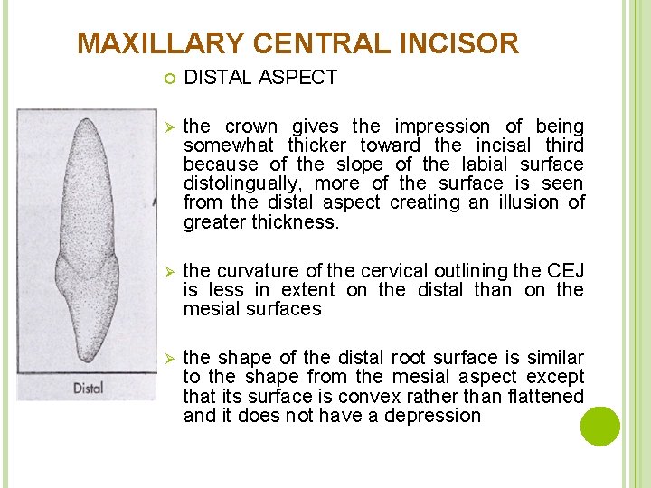 MAXILLARY CENTRAL INCISOR DISTAL ASPECT Ø the crown gives the impression of being somewhat