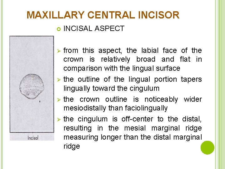 MAXILLARY CENTRAL INCISOR INCISAL ASPECT Ø from this aspect, the labial face of the