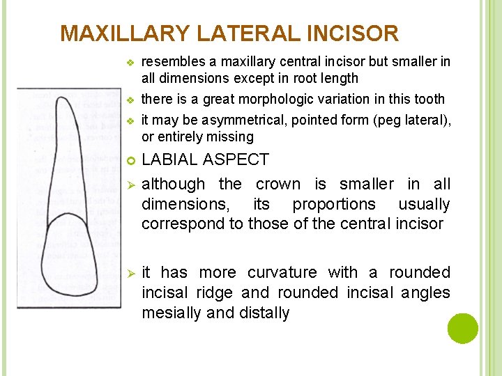 MAXILLARY LATERAL INCISOR v resembles a maxillary central incisor but smaller in all dimensions